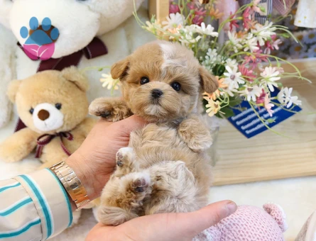 GERÇEK FİNCAN BOY MALTİPOO BEBEK - 9970 - Görsel 4
