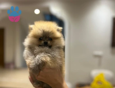 POMERANIAN ÜRETİM ÇİFTLİĞİNDEN - 9976 - Görsel 5