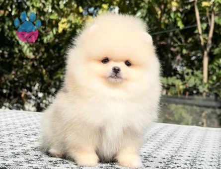 POMERANIAN ÜRETİM ÇİFTLİĞİNDEN - 9976 - Görsel 3