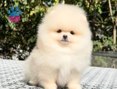 POMERANIAN ÜRETİM ÇİFTLİĞİNDEN - 9976
