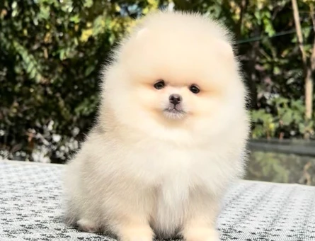 POMERANIAN ÜRETİM ÇİFTLİĞİNDEN - 9976