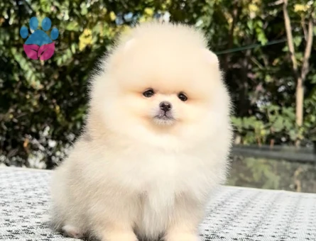 POMERANIAN ÜRETİM ÇİFTLİĞİNDEN - 9976 - Görsel 4