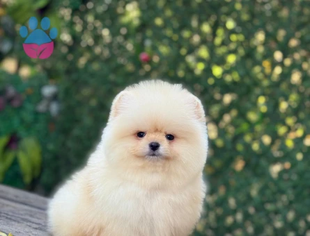POMERANIAN ÜRETİM ÇİFTLİĞİNDEN - 9977 - Görsel 2