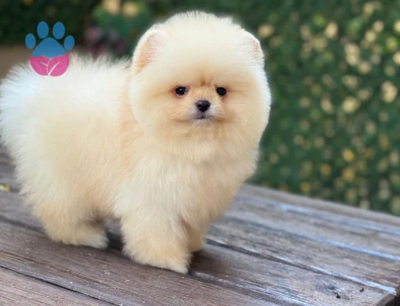 POMERANIAN ÜRETİM ÇİFTLİĞİNDEN - 9977 - Görsel 4