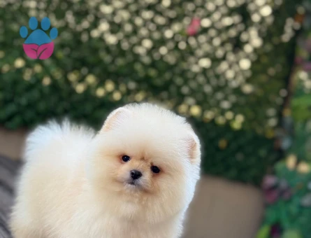 POMERANIAN ÜRETİM ÇİFTLİĞİNDEN - 9977 - Görsel 3