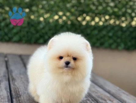 POMERANIAN ÜRETİM ÇİFTLİĞİNDEN - 9977 - Görsel 5