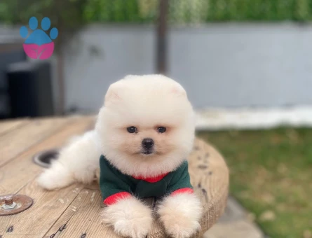 POMERANIAN ÜRETİM ÇİFTLİĞİNDEN - 9978 - Görsel 3