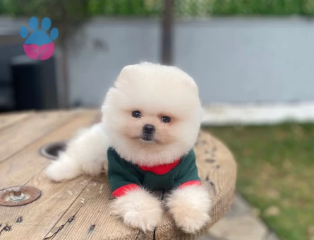 POMERANIAN ÜRETİM ÇİFTLİĞİNDEN - 9978