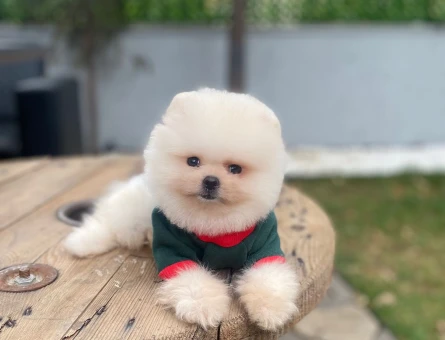 POMERANIAN ÜRETİM ÇİFTLİĞİNDEN - 9978