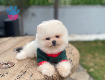 POMERANIAN ÜRETİM ÇİFTLİĞİNDEN - 9978 - Görsel 4