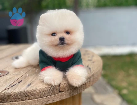 POMERANIAN ÜRETİM ÇİFTLİĞİNDEN - 9978 - Görsel 5