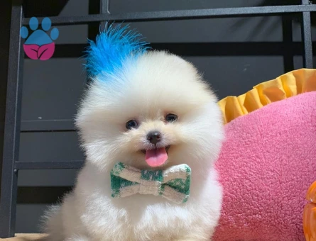 POMERANIAN ÜRETİM ÇİFTLİĞİNDEN - 9979 - Görsel 5
