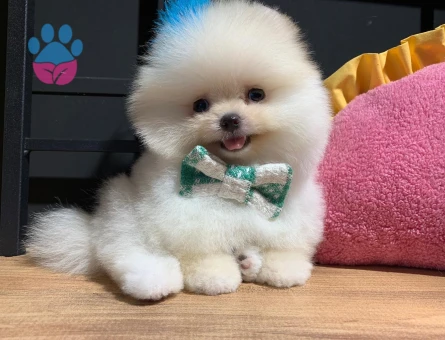 POMERANIAN ÜRETİM ÇİFTLİĞİNDEN - 9979 - Görsel 3