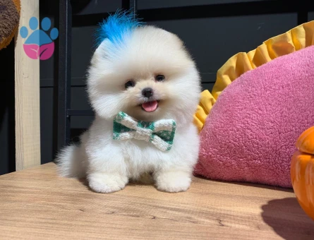 POMERANIAN ÜRETİM ÇİFTLİĞİNDEN - 9979