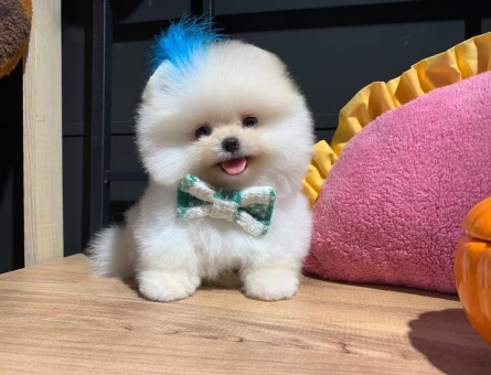 POMERANIAN ÜRETİM ÇİFTLİĞİNDEN - 9979