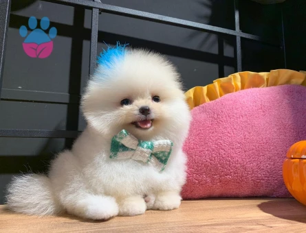 POMERANIAN ÜRETİM ÇİFTLİĞİNDEN - 9979 - Görsel 4
