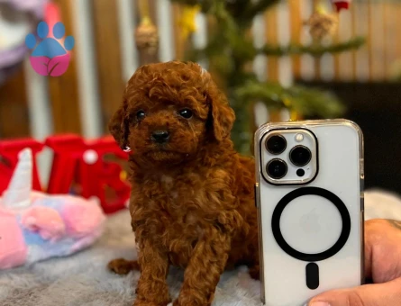 POODLE ÇİFTLIGINDEN - 9980