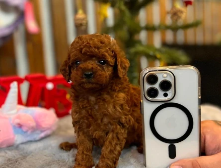 POODLE ÇİFTLIGINDEN - 9980