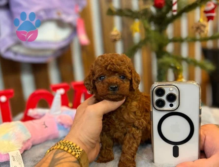 POODLE ÇİFTLIGINDEN - 9980 - Görsel 3