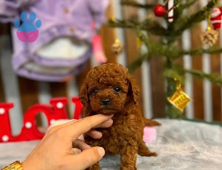POODLE ÇİFTLIGINDEN - 9980 - Görsel 4
