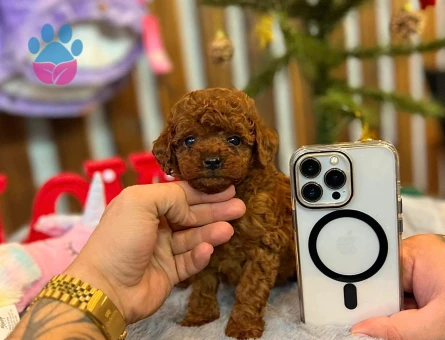 POODLE ÇİFTLIGINDEN - 9980 - Görsel 5