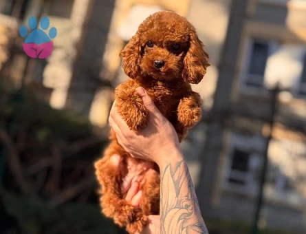 POODLE ÇİFTLIGINDEN - 9981