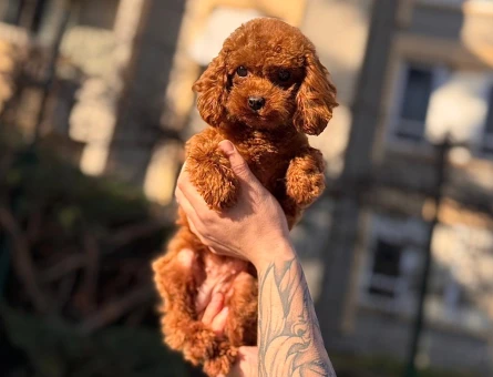 POODLE ÇİFTLIGINDEN - 9981