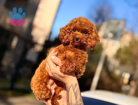 POODLE ÇİFTLIGINDEN - 9981 - Görsel 5