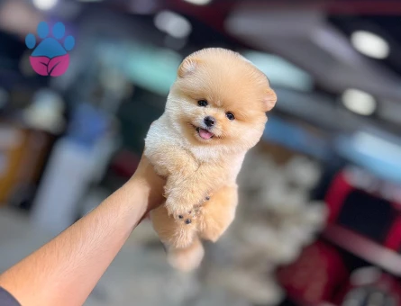 POMERANIAN ÜRETİM ÇİFTLİĞİNDEN - 9982