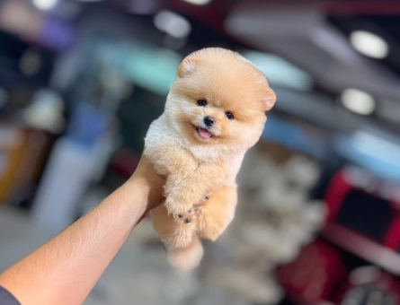 POMERANIAN ÜRETİM ÇİFTLİĞİNDEN - 9982