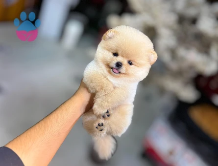 POMERANIAN ÜRETİM ÇİFTLİĞİNDEN - 9982 - Görsel 3