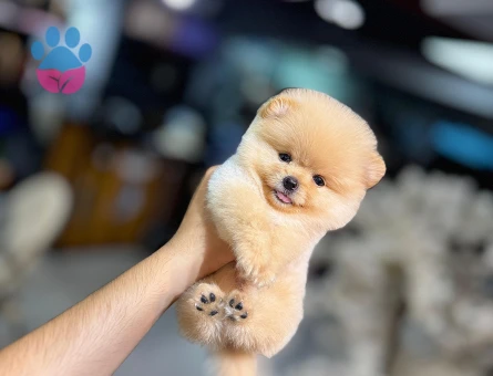 POMERANIAN ÜRETİM ÇİFTLİĞİNDEN - 9982 - Görsel 5