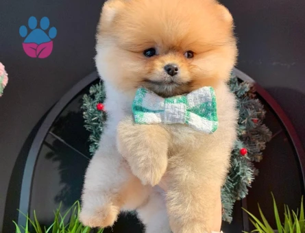 POMERANIAN ÜRETİM ÇİFTLİĞİNDEN - 9983 - Görsel 4