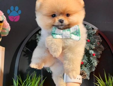 POMERANIAN ÜRETİM ÇİFTLİĞİNDEN - 9983 - Görsel 3