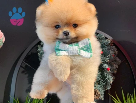 POMERANIAN ÜRETİM ÇİFTLİĞİNDEN - 9983 - Görsel 2