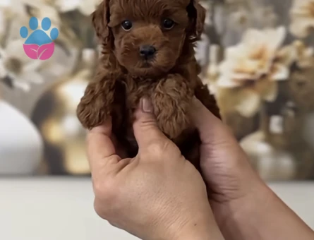 EŞSİZ GÜZELLİK DE KORE KAN POODLE YAVRULARI - 9984
