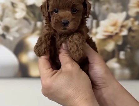 EŞSİZ GÜZELLİK DE KORE KAN POODLE YAVRULARI - 9984