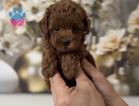 EŞSİZ GÜZELLİK DE KORE KAN POODLE YAVRULARI - 9984 - Görsel 3