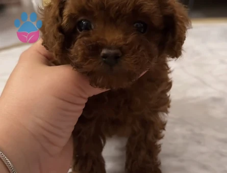 SCR Lİ ANNE BABADAN KORE KAN POODLE YAVRULARI - 9985
