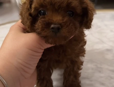 SCR Lİ ANNE BABADAN KORE KAN POODLE YAVRULARI - 9985