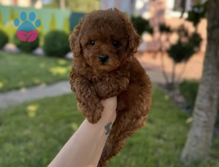EN ÖZEL TOY POODLE YAVRULARIMIZ - 9986 - Görsel 3