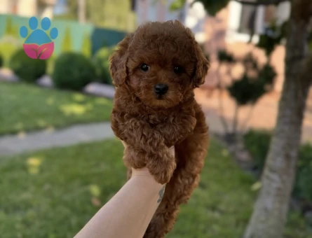 EN ÖZEL TOY POODLE YAVRULARIMIZ - 9986