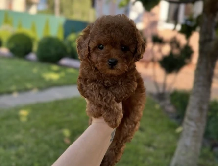 EN ÖZEL TOY POODLE YAVRULARIMIZ - 9986