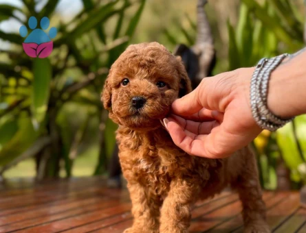 KORE KAN BİBLO GİBİ POODLE YAVRULARIMIZ - 9989