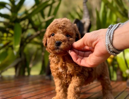 KORE KAN BİBLO GİBİ POODLE YAVRULARIMIZ - 9989