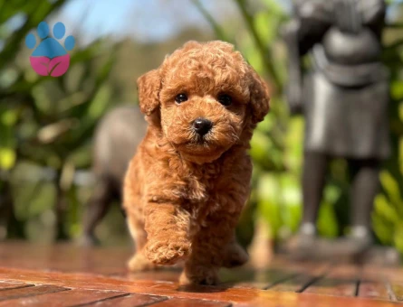 KORE KAN BİBLO GİBİ POODLE YAVRULARIMIZ - 9989 - Görsel 3