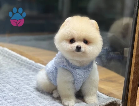 AYICIK SURAT MÜKEMMEL POMERANIAN YAVRULARIMIZ - 9991 - Görsel 3