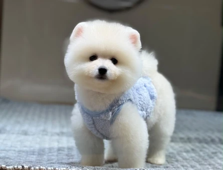 AYICIK SURAT MÜKEMMEL POMERANIAN YAVRULARIMIZ - 9991