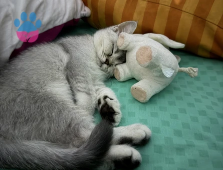 British Shorthair Kızımız - 9993 - Görsel 2