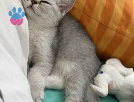 British Shorthair Kızımız - 9993 - Görsel 3